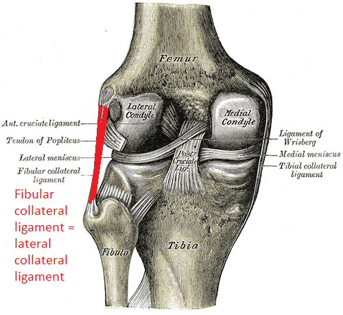 knee-lateral-collateral-ligament-sprain-physiotherapy