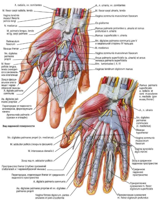 hand-front-superficial-anatomy