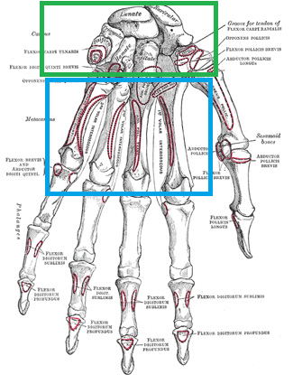 metacarpal-carpal-bones-highlighted