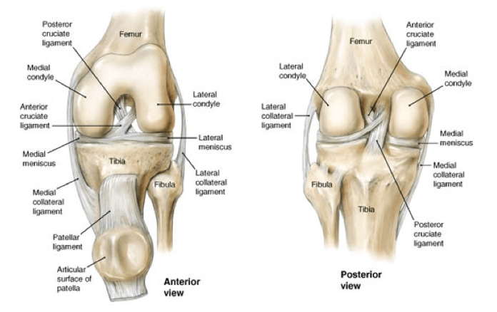 knee-joint-anatomy-physiotherapy